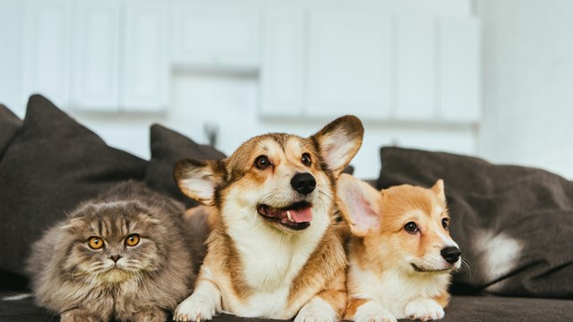 welsh corgi dogs and british longhair cat on sofa at home